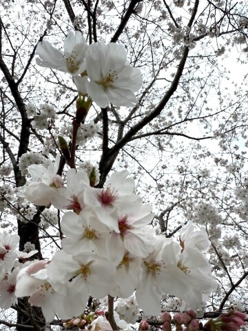 桜① 桜①